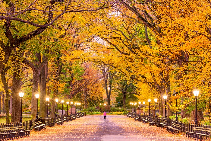 uma foto do parque central da cidade de Nova York no outono enquanto um corredor corre